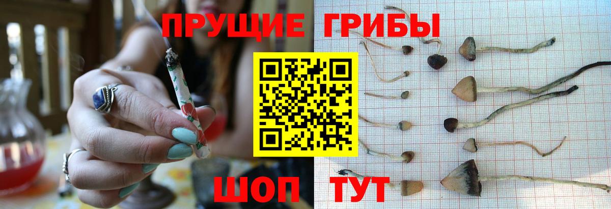 Галлюциногенные грибы GOLDEN TEACHER  Псилоцибиновые грибы Psilocybine cubensis  Тюмень  Вход с VPN 